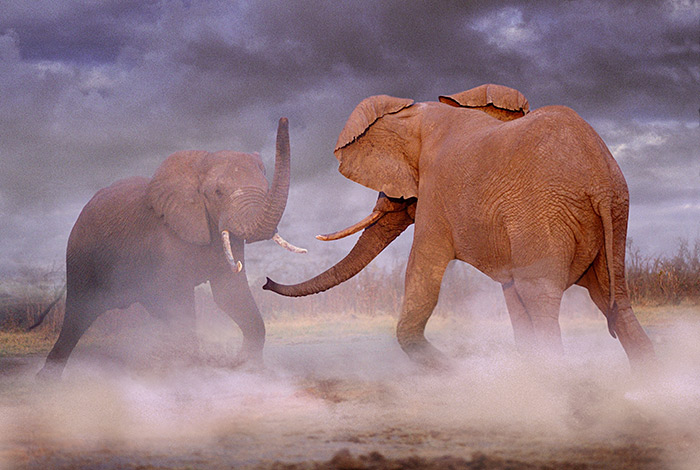 © Steve-Bloom--Elefantes--africanos